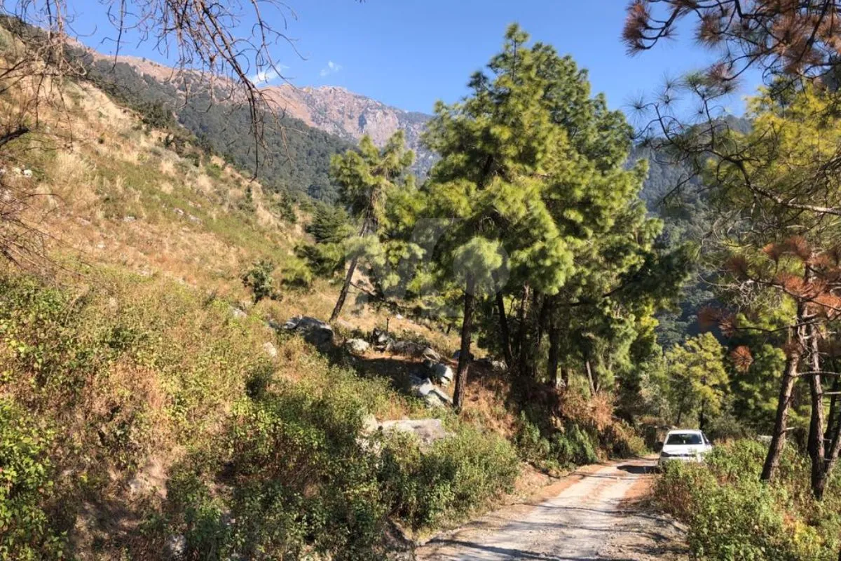 Plot in Palampur