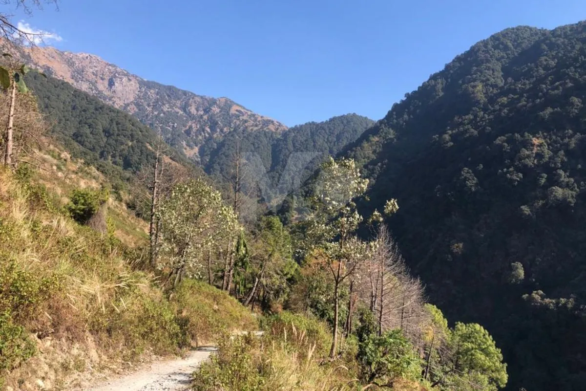 Plot in Palampur