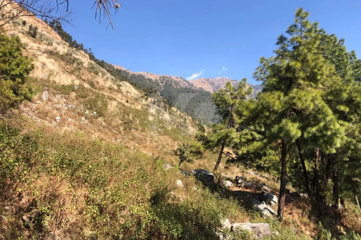 Plot in Palampur