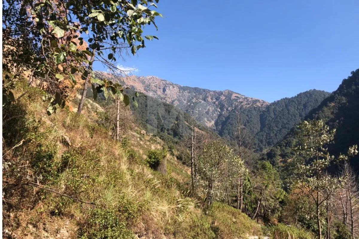 Plot in Palampur