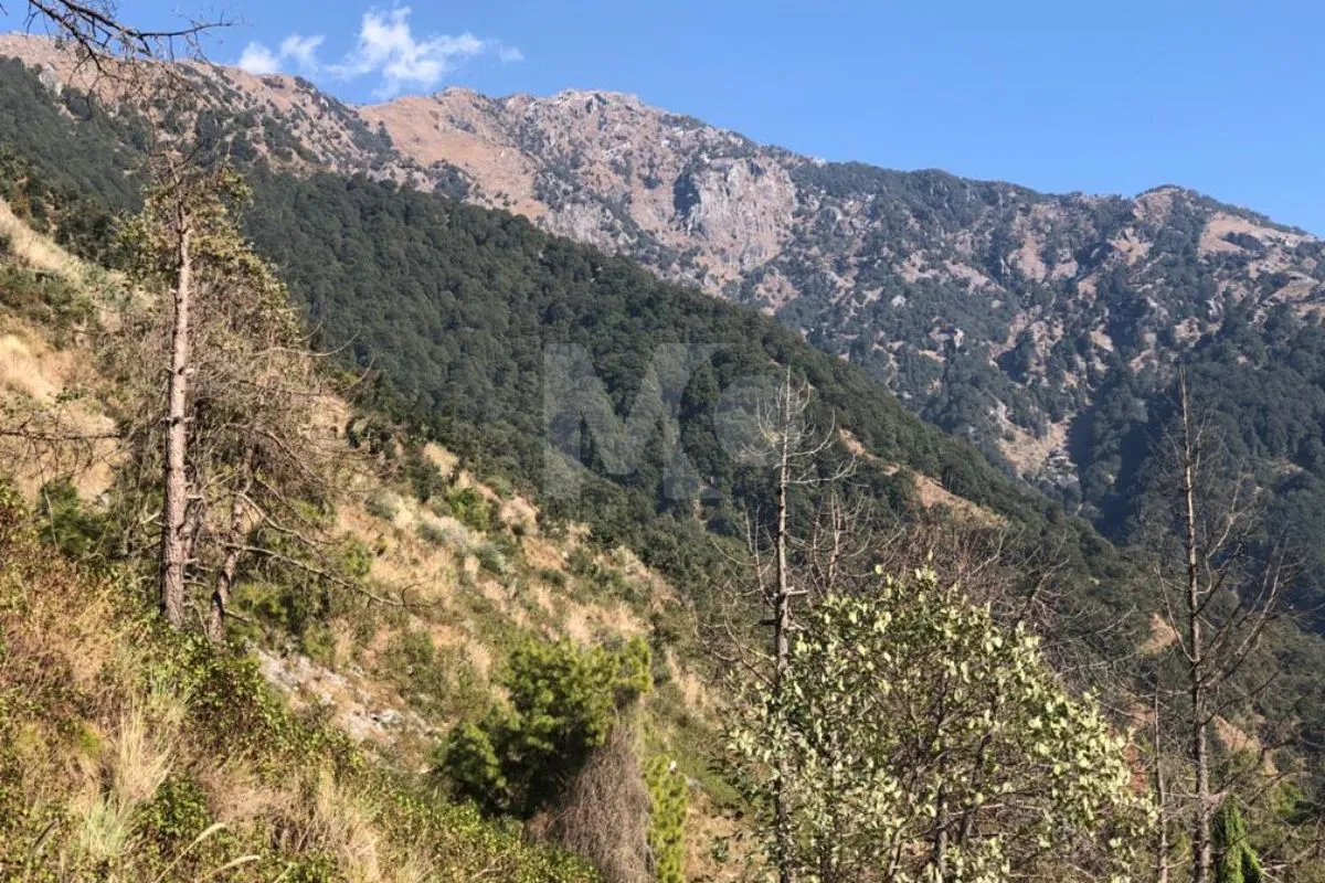 Plot in Palampur