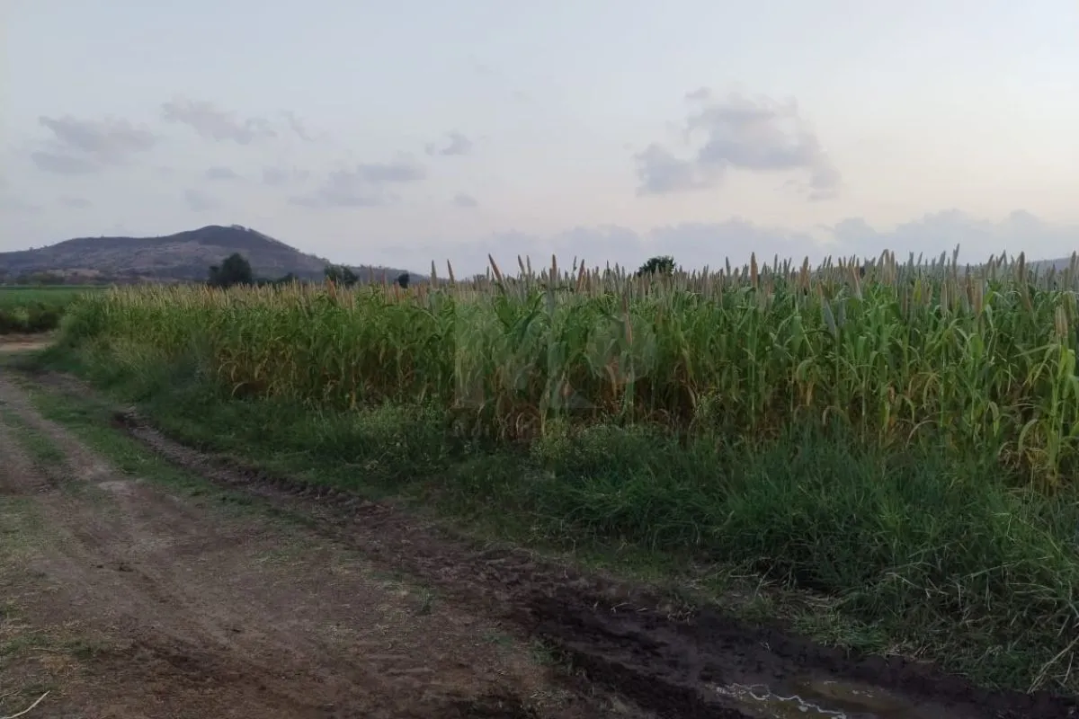 Plot in Pune Dhamane